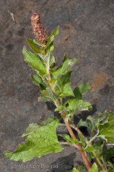 Immagine 4 di 4 - Blitum bonus-henricus (L.) Rchb.