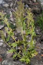 Immagine 1 di 8 - Chenopodiastrum hybridum (L.) S. Fuentes, Uotila & Borsch