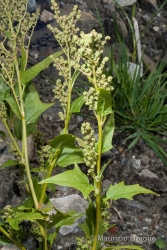 Immagine 2 di 8 - Chenopodiastrum hybridum (L.) S. Fuentes, Uotila & Borsch