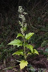 Immagine 4 di 8 - Chenopodiastrum hybridum (L.) S. Fuentes, Uotila & Borsch