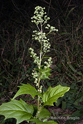 Immagine 5 di 8 - Chenopodiastrum hybridum (L.) S. Fuentes, Uotila & Borsch