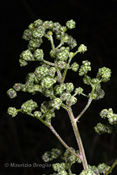 Immagine 7 di 8 - Chenopodiastrum hybridum (L.) S. Fuentes, Uotila & Borsch