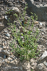 Immagine 1 di 4 - Chenopodium pedunculare Bertol.