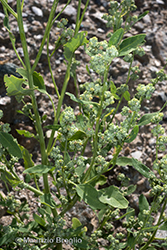 Immagine 2 di 4 - Chenopodium pedunculare Bertol.