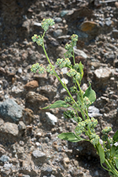 Immagine 3 di 4 - Chenopodium pedunculare Bertol.