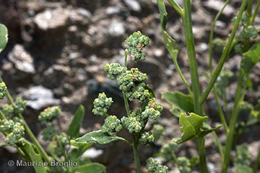 Immagine 4 di 4 - Chenopodium pedunculare Bertol.