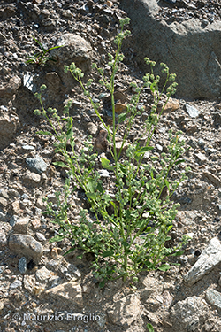 Chenopodium pedunculare Bertol.