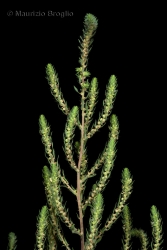 Immagine 2 di 5 - Bassia scoparia (L.) Voss