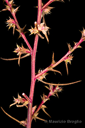 Immagine 3 di 8 - Salsola tragus L.
