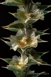 Immagine 8 di 8 - Salsola tragus L.