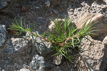 Immagine 3 di 9 - Polycnemum majus A. Braun