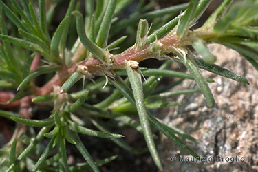 Immagine 5 di 9 - Polycnemum majus A. Braun