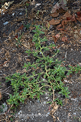 Immagine 1 di 11 - Amaranthus albus L.