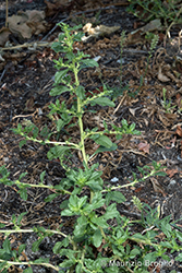 Immagine 2 di 11 - Amaranthus albus L.