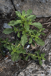 Immagine 4 di 11 - Amaranthus albus L.