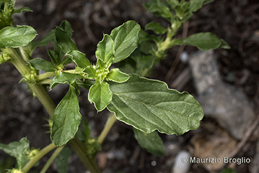 Immagine 6 di 11 - Amaranthus albus L.