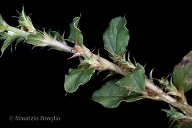 Immagine 7 di 11 - Amaranthus albus L.
