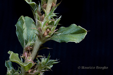 Immagine 8 di 11 - Amaranthus albus L.