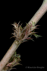 Immagine 10 di 11 - Amaranthus albus L.