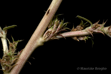 Immagine 11 di 11 - Amaranthus albus L.