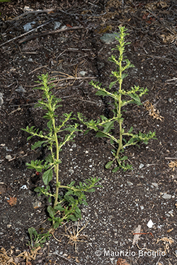 Amaranthus albus L.