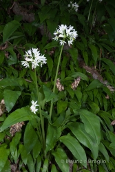 Immagine 3 di 7 - Allium ursinum L.