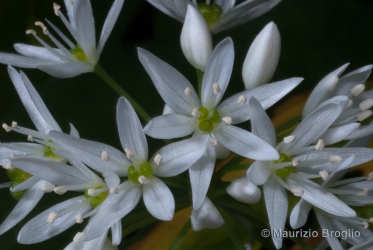 Immagine 5 di 7 - Allium ursinum L.