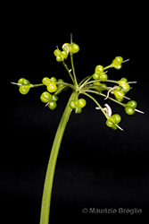 Immagine 6 di 7 - Allium ursinum L.