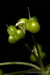 Immagine 7 di 7 - Allium ursinum L.