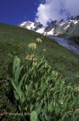 Immagine 1 di 5 - Allium victorialis L.