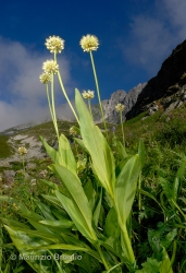 Immagine 2 di 5 - Allium victorialis L.