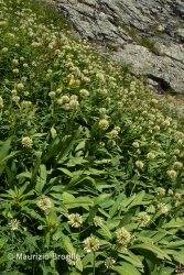 Immagine 3 di 5 - Allium victorialis L.