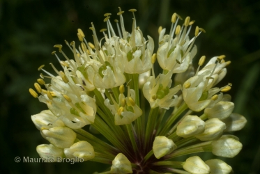 Immagine 5 di 5 - Allium victorialis L.