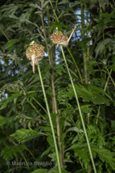 Immagine 1 di 6 - Allium vineale L.
