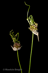 Immagine 3 di 6 - Allium vineale L.