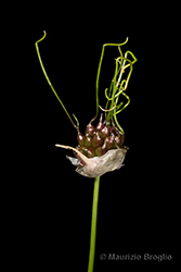 Immagine 4 di 6 - Allium vineale L.