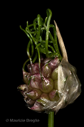 Immagine 5 di 6 - Allium vineale L.