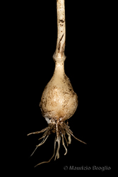 Immagine 6 di 6 - Allium vineale L.