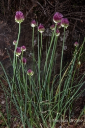 Immagine 2 di 4 - Allium sphaerocephalon L.