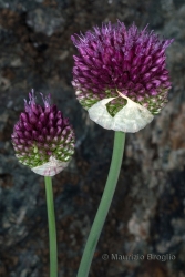 Immagine 3 di 4 - Allium sphaerocephalon L.