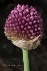 Immagine 4 di 4 - Allium sphaerocephalon L.