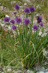 Immagine 1 di 3 - Allium schoenoprasum L.