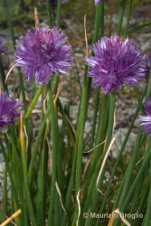 Immagine 3 di 3 - Allium schoenoprasum L.