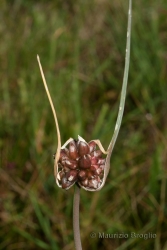 Immagine 2 di 6 - Allium oleraceum L.