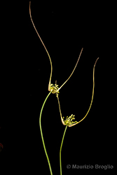 Immagine 3 di 6 - Allium oleraceum L.