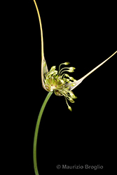 Immagine 4 di 6 - Allium oleraceum L.