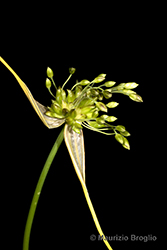 Immagine 5 di 6 - Allium oleraceum L.