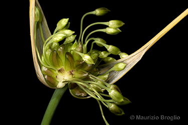 Immagine 6 di 6 - Allium oleraceum L.