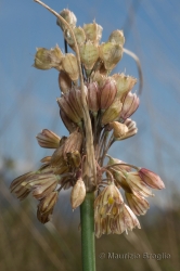 Immagine 3 di 7 - Allium oporinanthum Brullo, Pavone & Salmeri