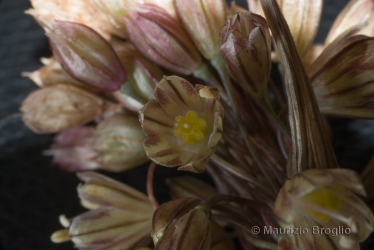 Immagine 4 di 7 - Allium oporinanthum Brullo, Pavone & Salmeri